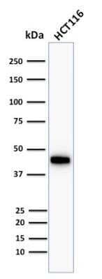 Western Blot: Cytokeratin 18 Antibody (Cocktail) [NBP2-44907]