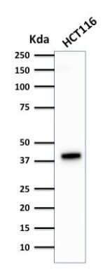 Western Blot: Cytokeratin 18 Antibody (DA7)Azide and BSA Free [NBP2-33176]