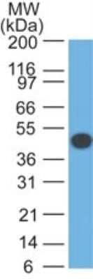 Western Blot: Cytokeratin 18 Antibody (DA7)Azide and BSA Free [NBP2-33176]