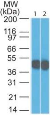 Western Blot: Cytokeratin 18 Antibody (DC10)Azide and BSA Free [NBP2-33082]