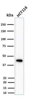 Western Blot: Cytokeratin 18 Antibody (DC10)Azide and BSA Free [NBP2-33082]