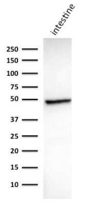 Western Blot: Cytokeratin 18 Antibody (DC10)Azide and BSA Free [NBP2-33082]