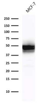 Western Blot: Cytokeratin 18 Antibody (DE-K18) [NBP2-44947]
