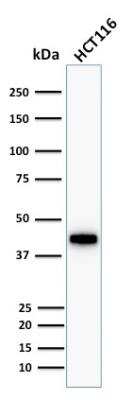 Western Blot: Cytokeratin 18 Antibody (KRT18/1190)Azide and BSA Free [NBP2-47984]