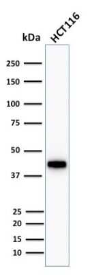 Western Blot: Cytokeratin 18 Antibody (KRT18/1190) [NBP2-44942]
