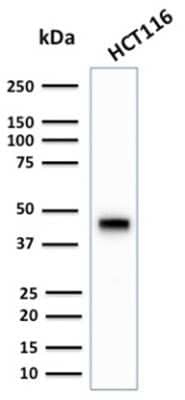 Western Blot: Cytokeratin 18 Antibody (KRT18/2808R)Azide and BSA Free [NBP3-08634]