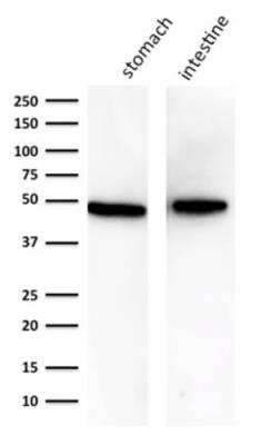 Western Blot: Cytokeratin 18 Antibody (KRT18/834)Azide and BSA Free [NBP2-47985]