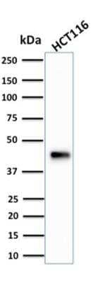 Western Blot: Cytokeratin 18 Antibody (KRT18/834)Azide and BSA Free [NBP2-47985]