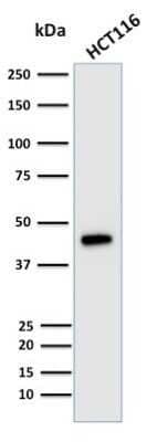 Western Blot: Cytokeratin 18 Antibody (KRT18/835)Azide and BSA Free [NBP2-47986]