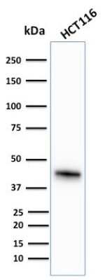 Western Blot: Cytokeratin 18 Antibody (KRT18/836) [NBP2-44950]