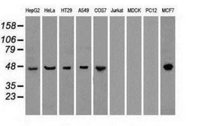 Western Blot: Cytokeratin 18 Antibody (OTI1E1)Azide and BSA Free [NBP2-71086]