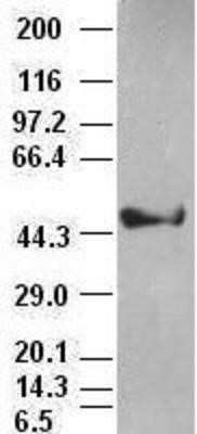 Western Blot: Cytokeratin 18 Antibody (OTI1E1)Azide and BSA Free [NBP2-71086]