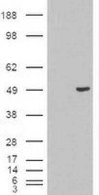 Western Blot: Cytokeratin 18 Antibody (OTI1E1)Azide and BSA Free [NBP2-71086]