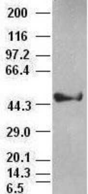 Western Blot: Cytokeratin 18 Antibody (OTI1E1) [NBP1-47817]
