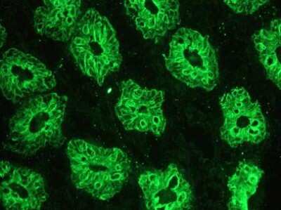 Immunohistochemistry-Frozen: Cytokeratin 18 Antibody (RGE53) - BSA Free [NBP1-97715]