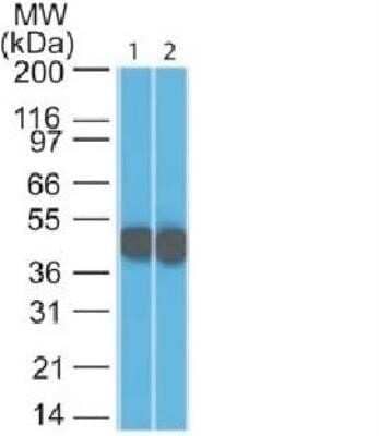 Western Blot: Cytokeratin 18 Antibody (SPM265)Azide and BSA Free [NBP2-34404]
