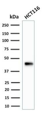 Western Blot: Cytokeratin 18 Antibody (SPM265)Azide and BSA Free [NBP2-34404]