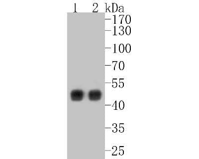 Western Blot: Cytokeratin 18 Antibody (SZ80-07) [NBP2-67370]