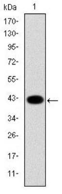 Western Blot: Cytokeratin 19 Antibody (4E8)BSA Free [NBP2-22116]