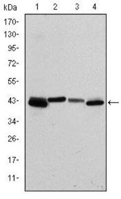 Western Blot: Cytokeratin 19 Antibody (4E8)BSA Free [NBP2-22116]