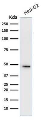 Western Blot: Cytokeratin 19 Antibody (A53-B/A2.26 + BA17) [NBP2-34272]