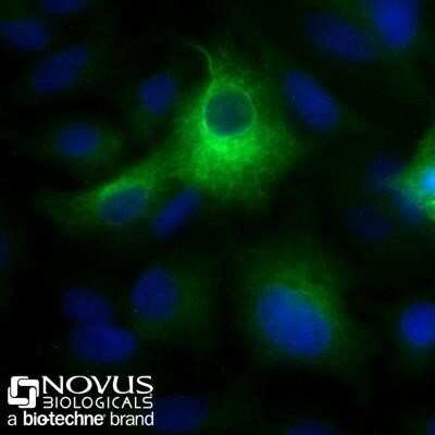 Immunocytochemistry/ Immunofluorescence: Cytokeratin 19 Antibody (A53-B/A2.26) - Azide and BSA Free [NBP2-33134]