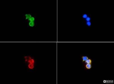Immunocytochemistry/ Immunofluorescence: Cytokeratin 19 Antibody - BSA Free [NB100-687]