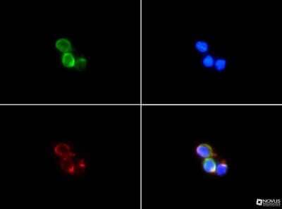 Immunocytochemistry/ Immunofluorescence: Cytokeratin 19 Antibody - BSA Free [NBP1-78278]