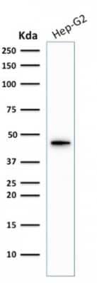 Western Blot: Cytokeratin 19 Antibody (KRT19/1959R) [NBP3-07693]