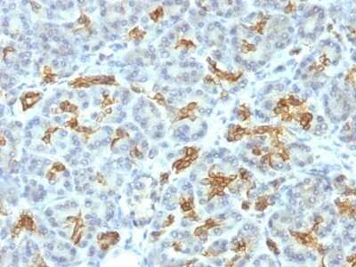 Immunohistochemistry-Paraffin: Cytokeratin 19 Antibody (KRT19/799) - IHC-Prediluted [NBP2-48086]