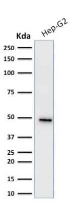 Western Blot: Cytokeratin 19 Antibody (KRT19/799) [NBP2-44826]