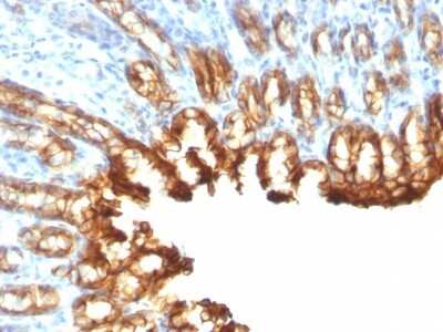 Immunohistochemistry-Paraffin: Cytokeratin 19 Antibody (KRT19/800) [NBP2-44827]