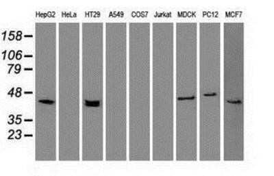 Western Blot: Cytokeratin 19 Antibody (OTI3F8)Azide and BSA Free [NBP2-71092]