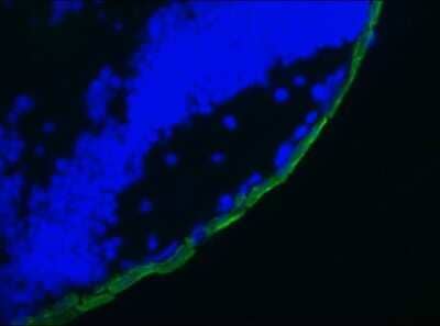 Immunocytochemistry/ Immunofluorescence: Cytokeratin 19 Antibody (RCK108) - BSA Free [NBP1-97712]