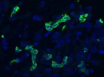 Immunohistochemistry-Frozen: Cytokeratin 19 Antibody (RCK108) - BSA Free [NBP1-97712]