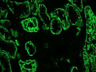 Immunohistochemistry-Frozen: Cytokeratin 19 Antibody (RCK108) - BSA Free [NBP1-97712]