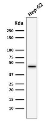 Western Blot: Cytokeratin 19 Antibody (SPM266) [NBP2-34357]