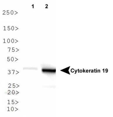 Western Blot: Cytokeratin 19 AntibodyBSA Free [NB100-687]