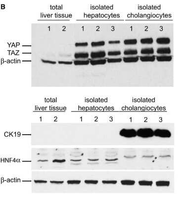 Western Blot: Cytokeratin 19 AntibodyBSA Free [NB100-687]