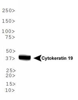 Western Blot: Cytokeratin 19 AntibodyBSA Free [NBP1-78278]