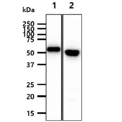 Western Blot: Cytokeratin 20 Antibody (10D8)BSA Free [NBP2-42616]