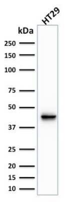 Western Blot: Cytokeratin 20 Antibody (KRT20/1991)Azide and BSA Free [NBP3-08406]