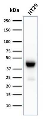 Western Blot: Cytokeratin 20 Antibody (KRT20/3129R)Azide and BSA Free [NBP3-08636]