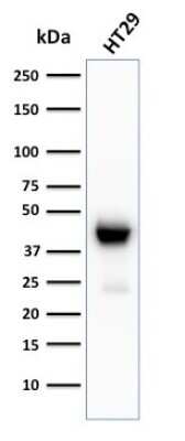 Western Blot: Cytokeratin 20 Antibody (KRT20/3129R) [NBP3-07634]