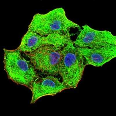 Immunocytochemistry/ Immunofluorescence: Cytokeratin 5 Antibody (3D6D4) - BSA Free [NBP2-52444]