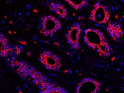 Immunohistochemistry-Paraffin: Cytokeratin 7/13/17/18 Antibody (ST50-05) [NBP2-67533]