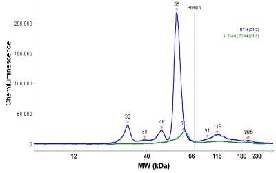 Simple Western: Cytokeratin 7 Antibody [NBP1-88080]
