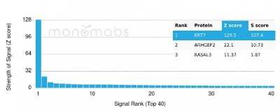 Protein Array: Cytokeratin 7 Antibody (rOV-TL12/30) - Azide and BSA Free [NBP2-54499]