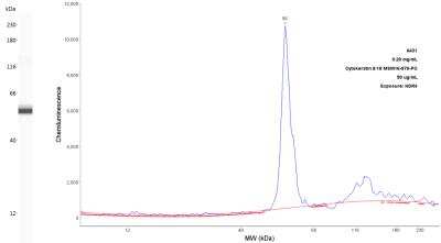 Simple Western: Cytokeratin 8/18 Antibody (KRT8/803 + KRT18/835)Azide and BSA Free [NBP2-47983]
