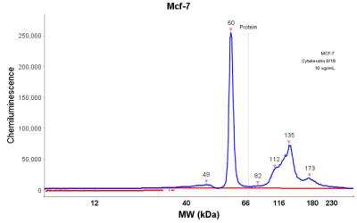 Simple Western: Cytokeratin 8/18 Antibody (KRT8/803 + KRT18/835) [NBP2-44930]